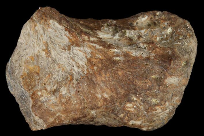 Fossil Raptor Pathological Phalange (Toe) - Texas #116727